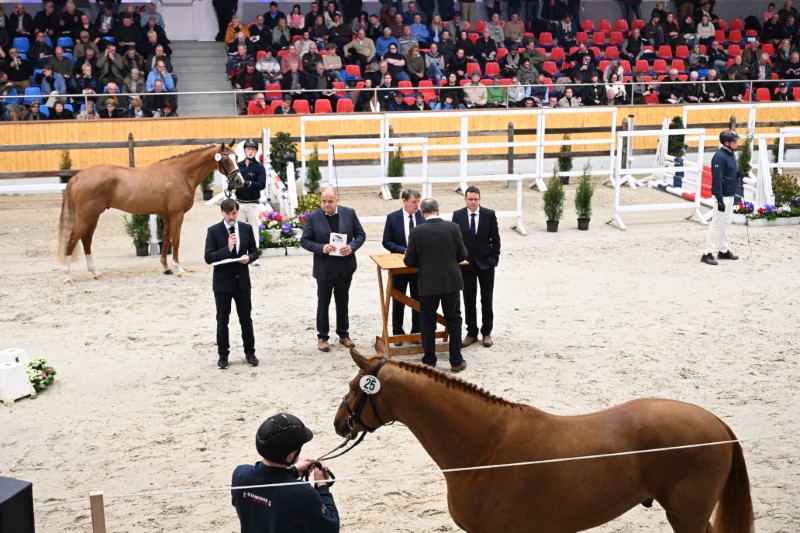 Bekanntgabe eines Siegerhengstes
